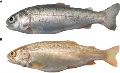 Integrated Analysis of lncRNA and circRNA Mediated ceRNA Regulatory Networks in Skin Reveals Innate Immunity Differences Between Wild-Type and Yellow Mutant Rainbow Trout (Oncorhynchus mykiss)